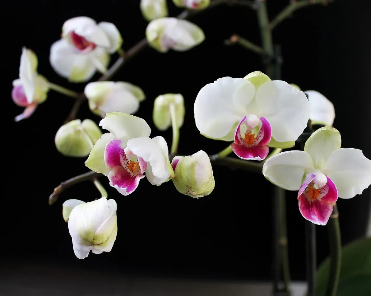 Kwitnąca orchidea w doniczce na tle kwiatowej tapety, podkreślająca domową aranżację z roślinami.