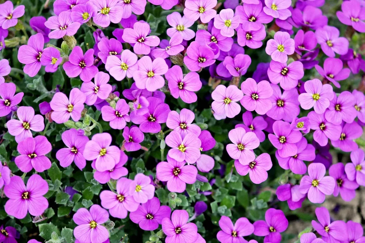 Purpurowe kwiaty w pełnym rozkwicie, prezentujące delikatną strukturę płatków w słonecznym ogrodzie.