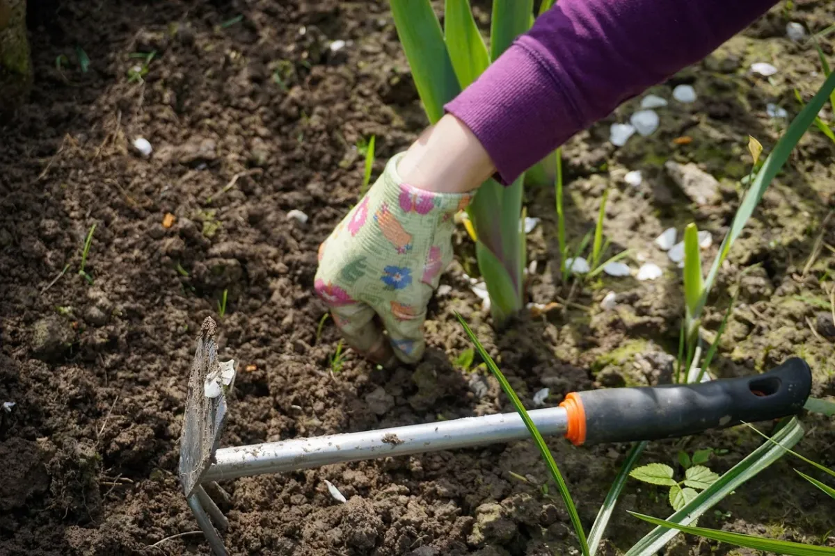 Osoba sadząca rośliny w ogrodzie, kopiąca ziemię łopatą podczas prac pielęgnacyjnych.